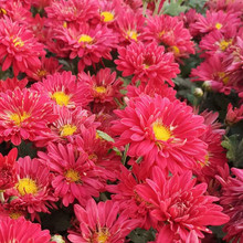 地被菊花苗菊花苗庭院种植四季易活耐寒耐旱宿根花卉工程绿化花海