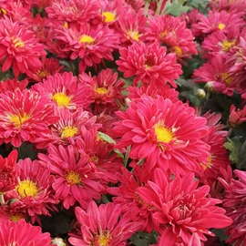 盆栽;月季蔷薇植物;乔木