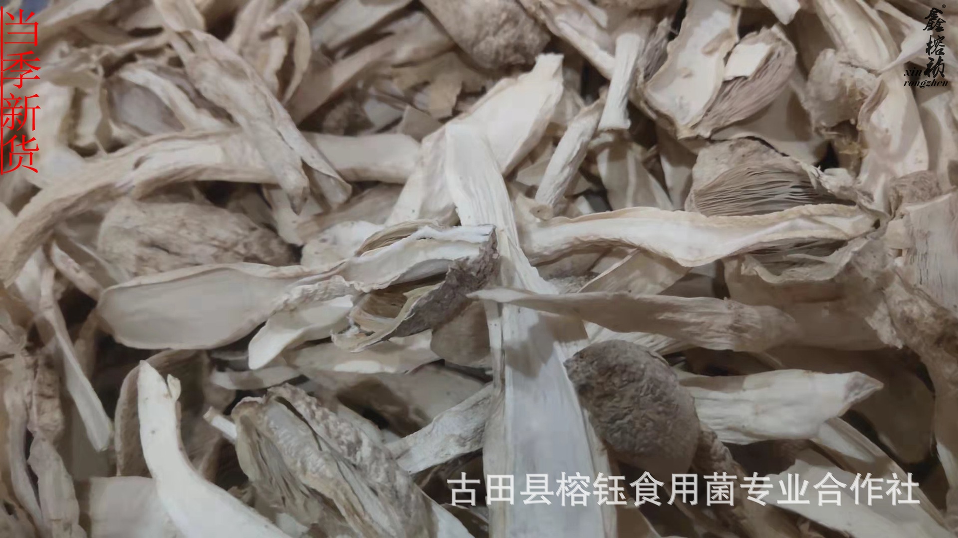 鸡腿菇宝贝详情