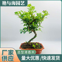 �������ľ���� �����x��ֲ���҃Ⱥ��B�ļ�����Gֲ�Ϙ��辰