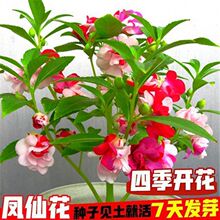 重瓣凤仙花种子四季开花指甲花花草种庭院阳台花种子四季花开花