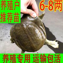 外塘放养散养小甲鱼苗活体鲜活王八中华鳖苗乌龟宠物团鱼套养水鱼