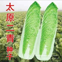 ̫ԭ�����ײ˷N����������~�N�Ѹ�Ͳ�L�ײ��߲˷N�Ӹ߮a�ļ���