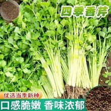 四季黄心小香芹菜种子黄嫩春秋西芹蔬菜种子