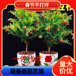 һ�����l�t��ɼ���������ϱ����Nֲ�҃��⻨�ܾGֲ�辰ֲ���ļ���