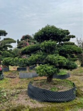 ������Ʒ�����_�h���ߙn����Ϙ�б���hƬӭ���ɴ�СҎ���бM��