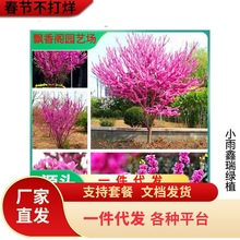 ���G���������G����M�l�tͥԺ�_��ֲ�ﻨ�ܾG��������ľ���G����