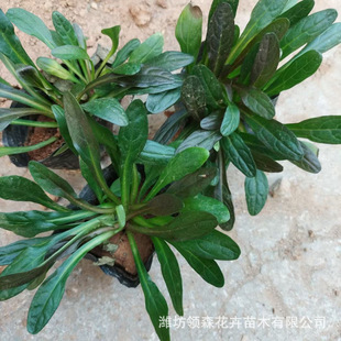 High-Quality Flowers and Grass, Qingzhou Wholesale Community Courtyard B&B Beautiful Greening Flowers and Grass, Large Quantity Discount