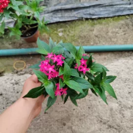 宿根花卉;盆栽;一二年生花卉