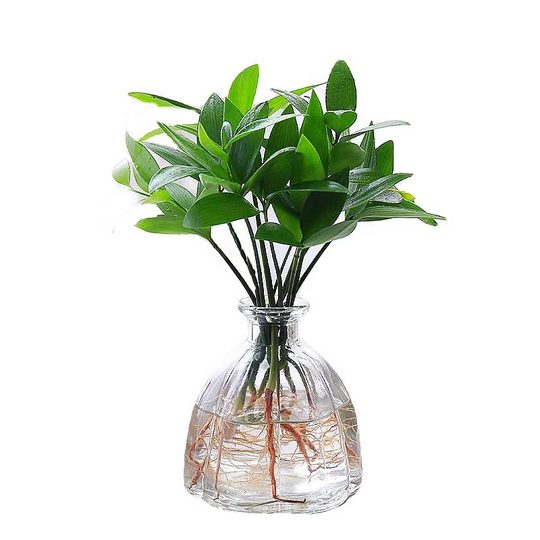 Mosquito Repellent Bamboo and Cypress Hydroponic Plants Indoor Water Culture Green Plants Flower Potted Office Desktop All Year Round Mosquito Repellent Bamboo Wholesale