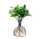 Mosquito Repellent Bamboo and Cypress Hydroponic Plants Indoor Water Culture Green Plants Flower Potted Office Desktop All Year Round Mosquito Repellent Bamboo Wholesale