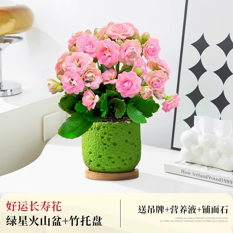 [핑크 더블] 행운장수꽃 + 그린스타 화산 도자기 세면대 + 대나무 쟁반 (무료포장)