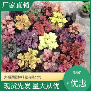 Base Wholesale Alum Root Seedlings, Ground Planting Seedlings, Greening Project Seedlings, Alum Root Potted Plants with Colorful Leaves, Alum Root Projects