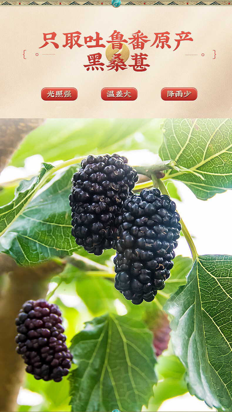 Dried Mulberry Fruit Sang Shen 桑葚 Seedless Xinjiang Mulberry 150g Ready to Eat for Tea and Wine overview