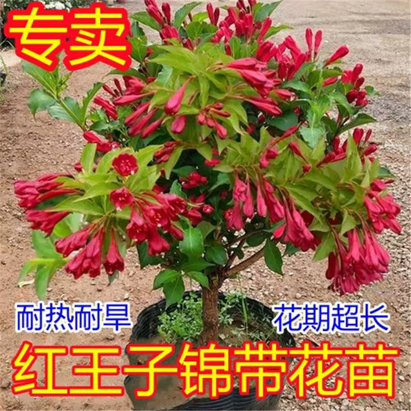 Красный принц Фуксия Разноцветное лиственное дерево Фуксия Четыре сезона Цветочное дерево Рассада в горшке Садовый гном Золотой лист Красный цветок Леденец на палочке.