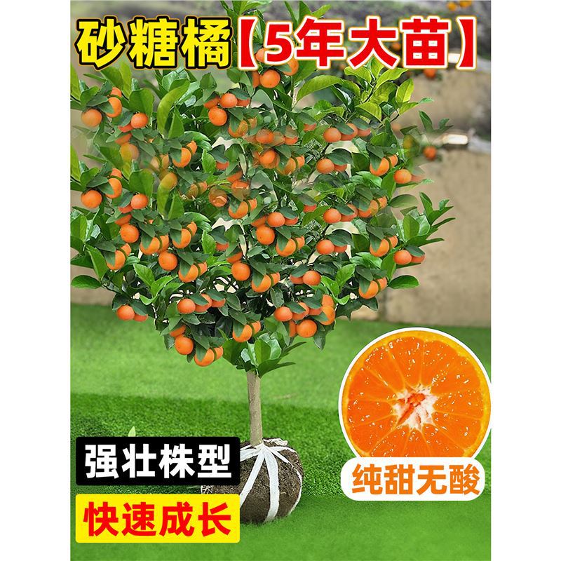 桔子树果苗砂糖桔南北方种植庭院盆栽地载耙耙柑嫁接柑橘蜜桔果树