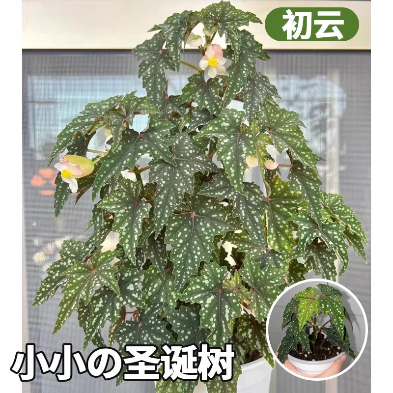 【christmas tree】chuyun