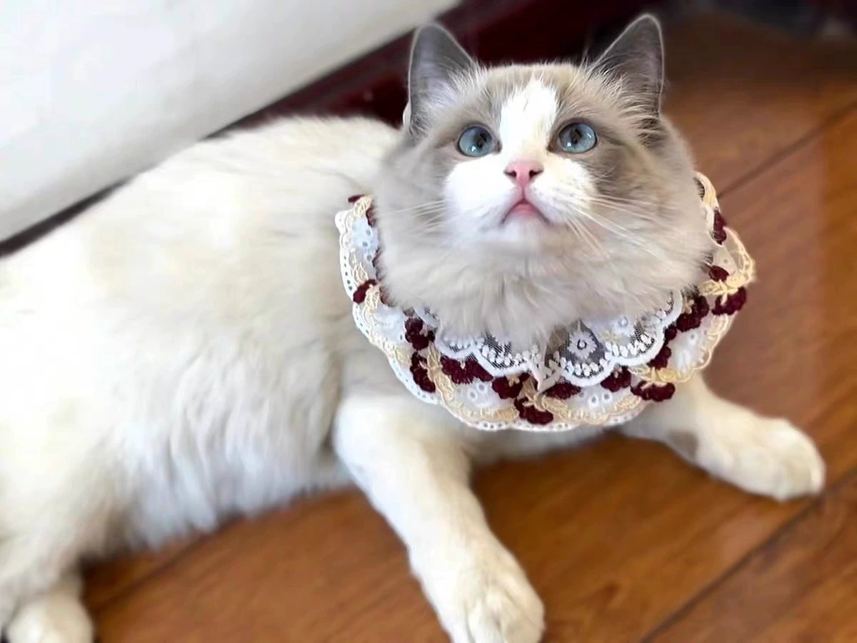 Scarf, eating bib, cute bow tie with bow, gold and silver