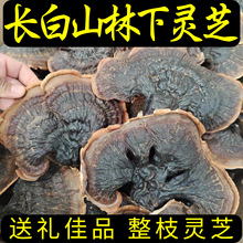 LɽҰ`֥֦Yb500gɽ؛ľϳ|خa