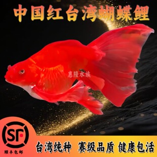 �Ї��t���������w�^�p��ˮ�~������Ѫ�����F���߱���β�߱��{���^