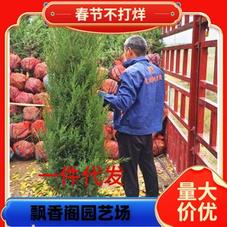 一件代发塔柏树苗松柏树苗塔柏树墓地松柏树苗宝塔树形正宗松柏树