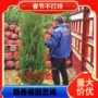 正宗树形墓地塔柏树塔柏