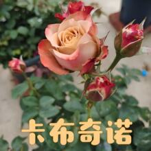 �������Z�¼�������Ʒõ�廨�ļ��_�����̨ͥԺ���Ի��ܾGֲ