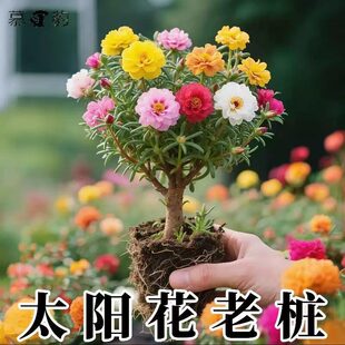 ��ɫ�ذ�̫ꖻ��Ϙ��ͺ�ͥԺ�̨���B��ֲ��̫ꖻ��玧����������