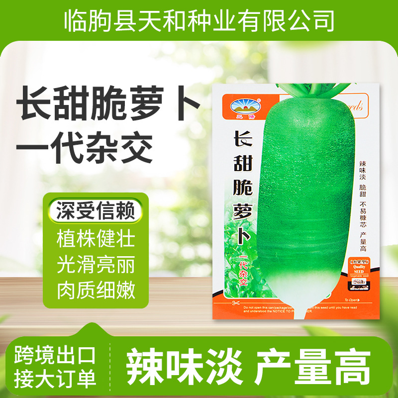 Sanyang Green Radish Seeds, Hybrid Long Sweet Crisp Radish Seeds, Green Inside and Out Large Radish, Fruit Radish Seeds