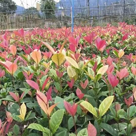 园林果树;灌木;乔木