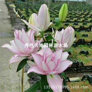 Lily Bulbs Imported Arnoska Lotus Aisha Samantha Pair Seed Perfume Double-Petaled Sista Spot