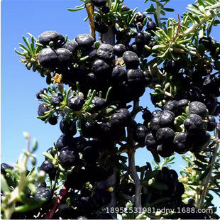 ����轘��猎���½��tɫ������Ϙ��辰���������ֲ�������