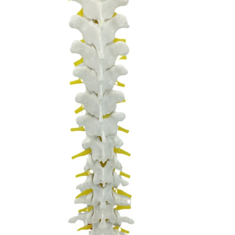 ��Ȼ��������׵������ģ�� ����1��1������׵ ��׵ ��׵ β׵