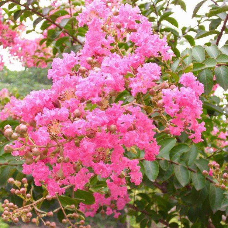 红花紫薇树苗庭院花卉植物别墅绿化盆栽景四季开花室外红紫薇花苗