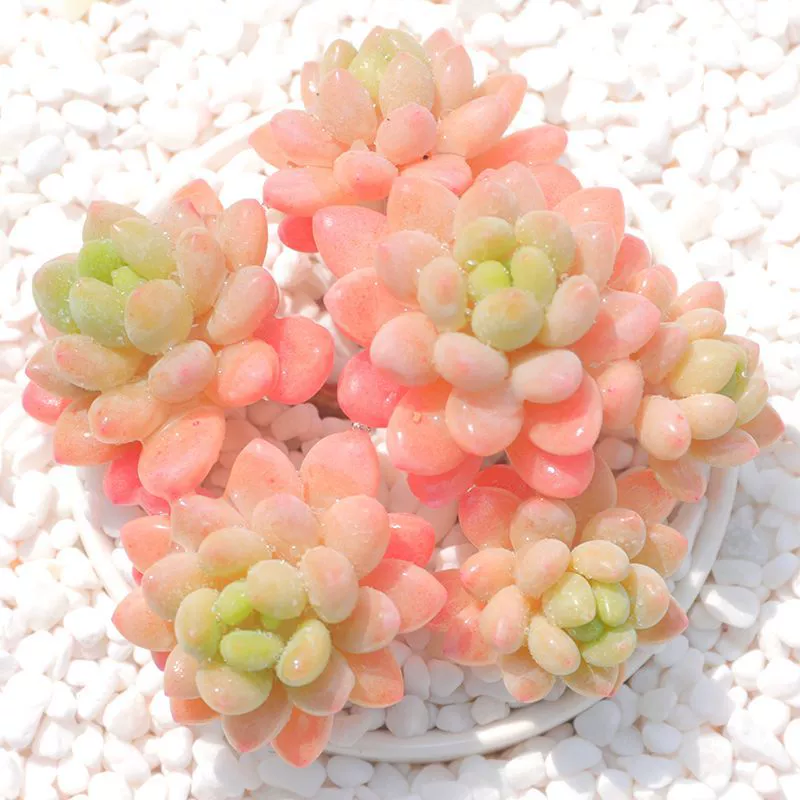 Рококо кластер многоголовый суккулент в горшке суккулент для начинающих офисное зеленое растение производитель прямые продажи бесплатная доставка