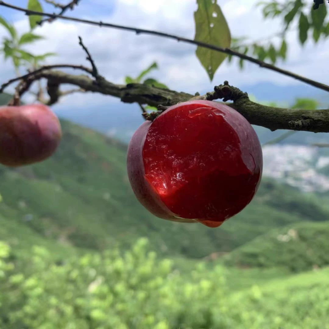 Санхуа сливы, сезонные фруктовые сливы, целые куски, прямая доставка с места происхождения, Санхуа сливы, цельная доставка