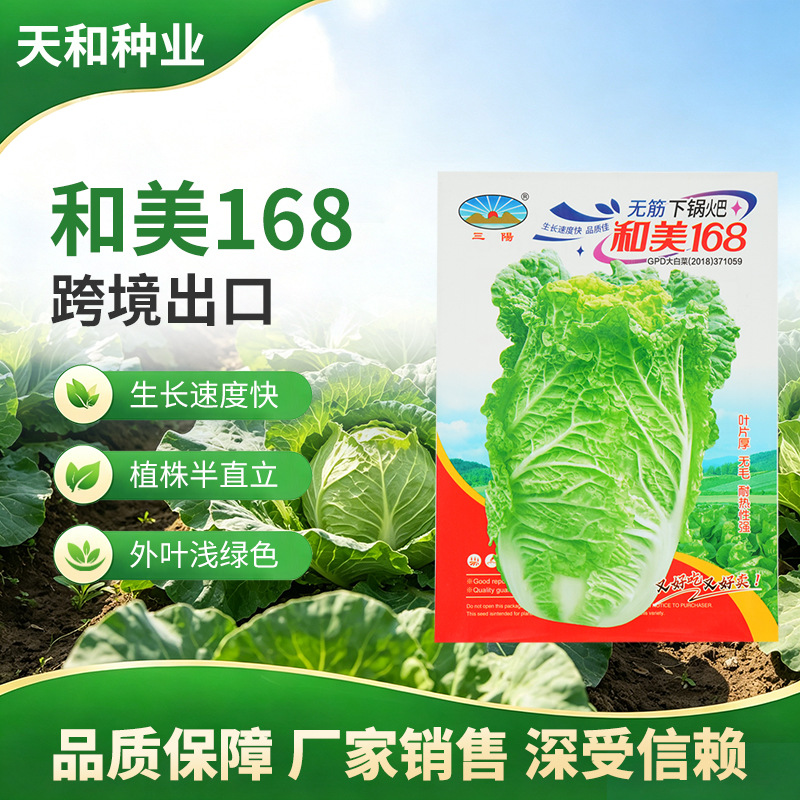 Cross-border export of seedless bok choy seeds and Meimei 168 four-season cabbage vegetable seeds