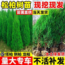 种子;草种子;盆栽