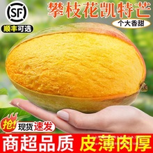 攀枝花凯特芒果当季新鲜水果现摘大果四川芒果甜青皮大澳芒整箱