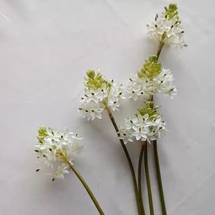 ���Sֱ�N �����a֮�����Z�q����ֲ��ٻ� ��c�����廨�b�Сȸ÷