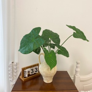 Hoja de alocasia verde