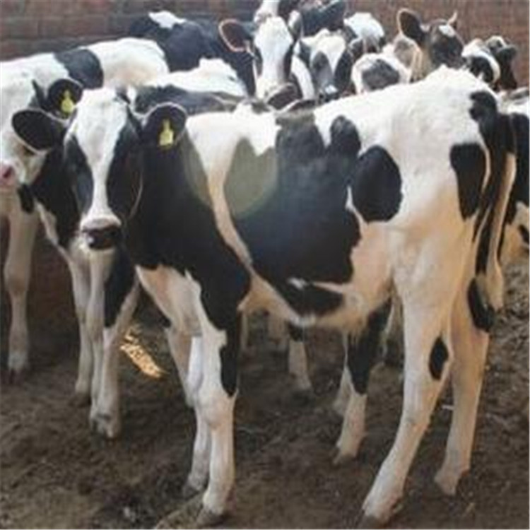 奶牛11