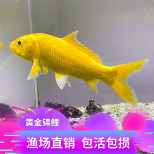 日本錦鯉魚苗招才魚黃金黑金白金紅白三色觀賞魚缸養錦鯉龍鳳短尾