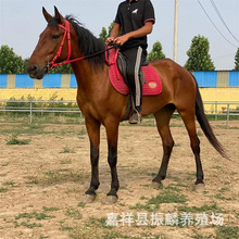 ���U���^���R ��c�R �T���R�������u����С���R �R�x���̓r��