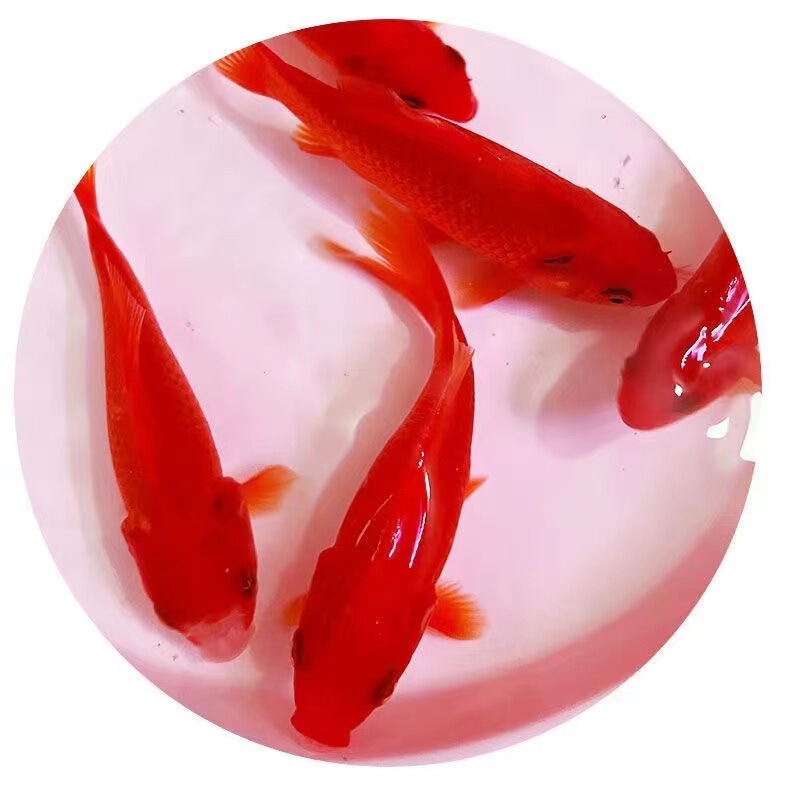 赤草金魚は育てやすい、長尾赤草観賞魚、鯉、活冷水魚、鯉、赤草淡水魚|undefined