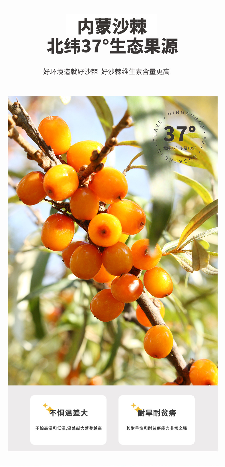 Ninganbao Sea Buckthorn Juice 300ml Pure Sea Buckthorn Original Juice Ready to Drink key features