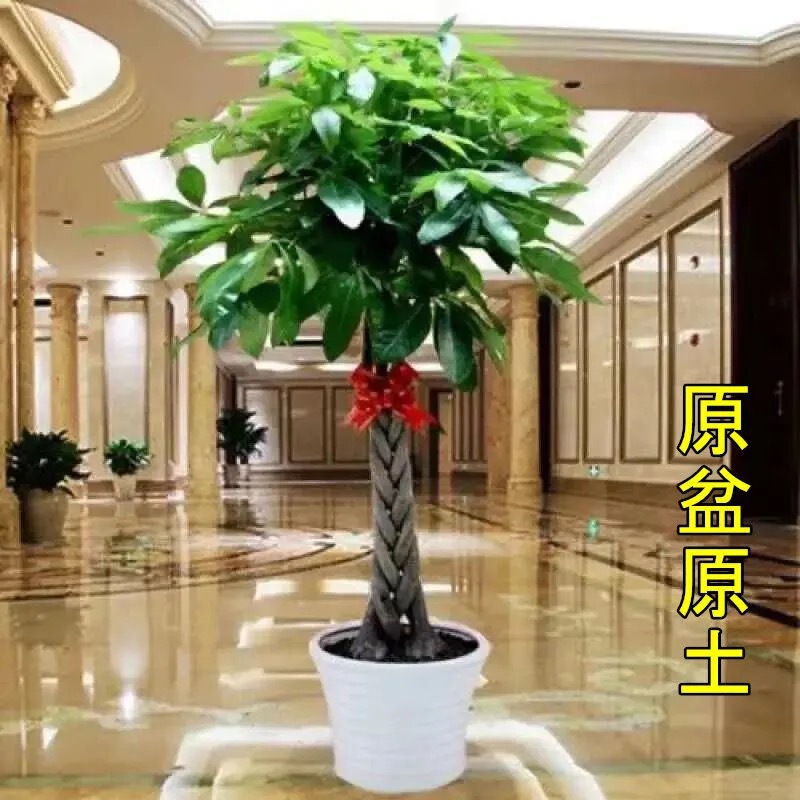 Big Fortune Tree Indoor and Outdoor Flower Bonsai Plant Potted Big Fortune Tree Money Tree Flower Seedlings Living Room Large Green Plants Big Fortune Tree Indoor and Outdoor Flower Bonsai Plant Potted Big Fortune Tree Money Tree Flower Seedlings Living Room Large Green Plants