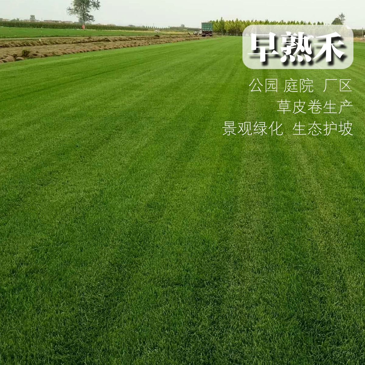 Парк Озеленение Поа Pratensis Семена Газона Многолетний Смешанный Посев Sijiqing Сообщества Проект Защита Наклона Семена Травы Оптом