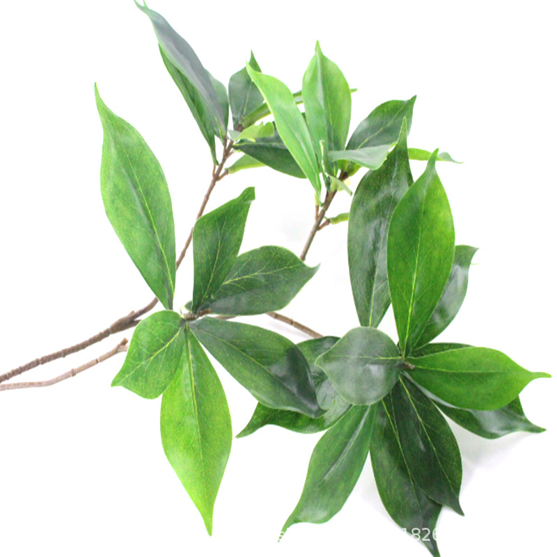 XRB-226 厚皮香四叉枝 (2).jpg