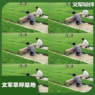 定制带泥土草坪厂家耐寒耐旱高羊茅草坪庭院别墅花园绿化草坪批发